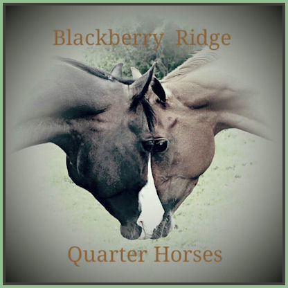 Blackberry Ridge Quarter Horses