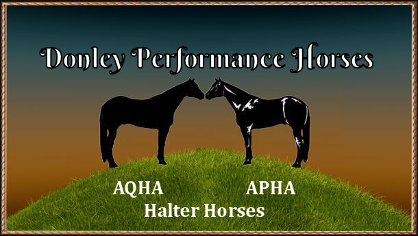 Donley Performance Horses