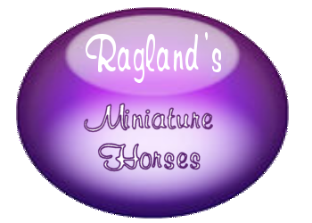 Ragland's Miniature Horses
