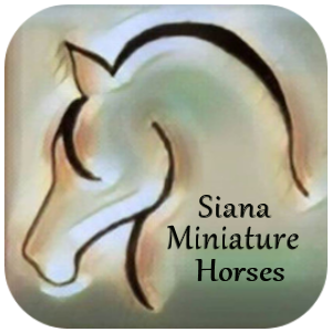Siana Miniature Horses