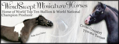 WindSwept Miniature Horses